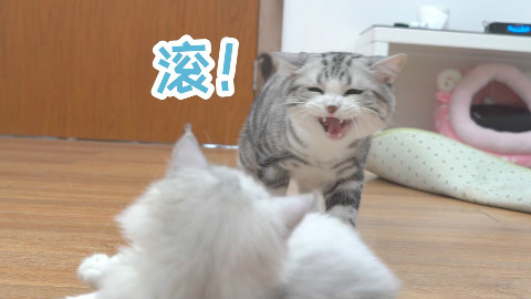 应激反应是什么?竟能让乖巧的猫咪性情大变、连主人都咬